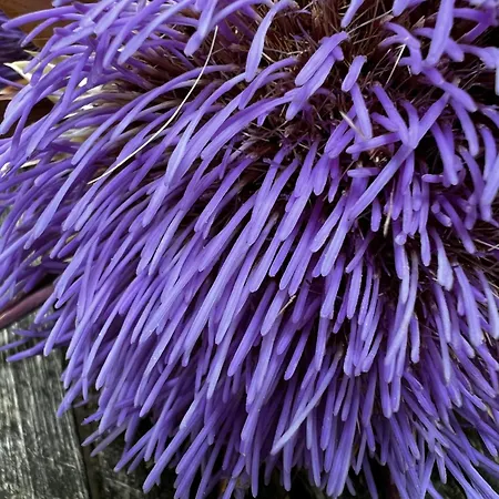 Donegal 호텔 체제나티코