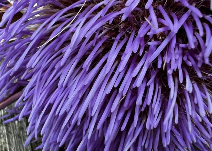 Donegal ホテル チェゼナーティコ